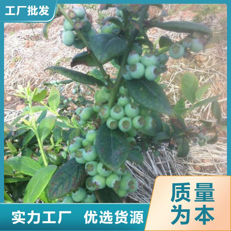 【蓝莓苗】红石榴苗基地好货直销