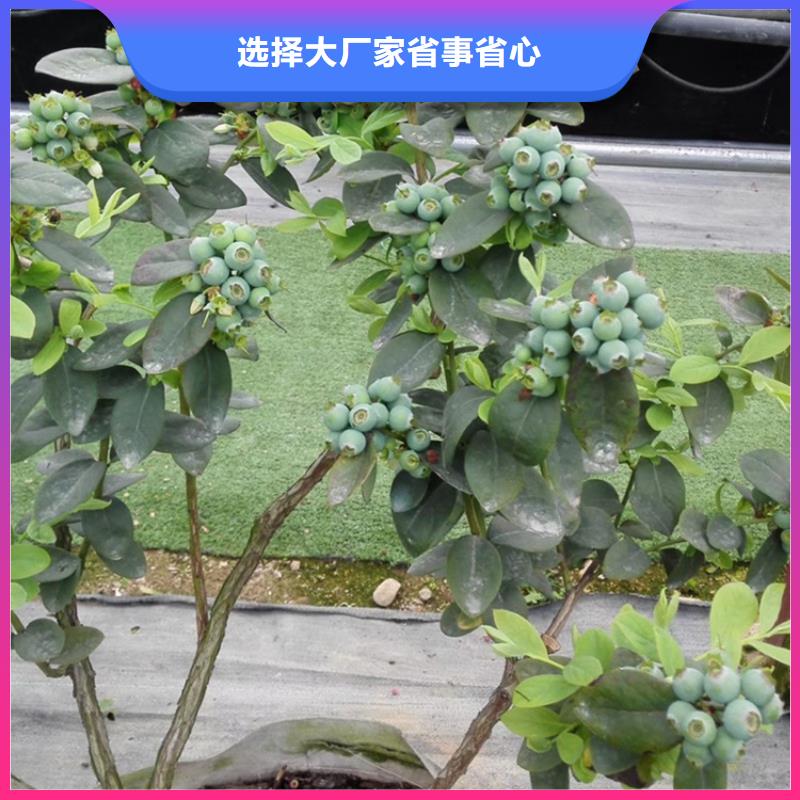 蓝莓苗_【樱桃苗】现货交易