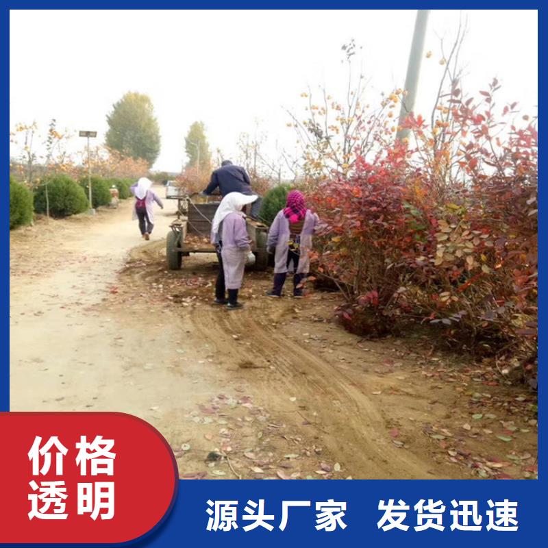 蓝莓苗,【苹果苗】一站式供应厂家