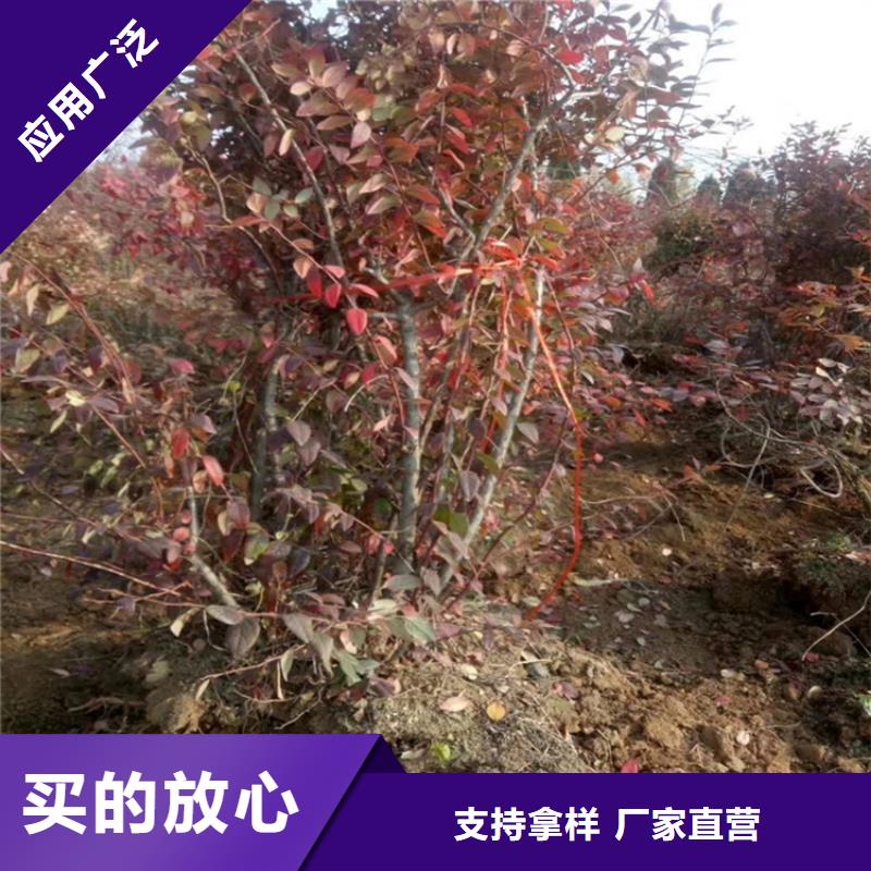 蓝莓苗【蓝莓苗】一手货源