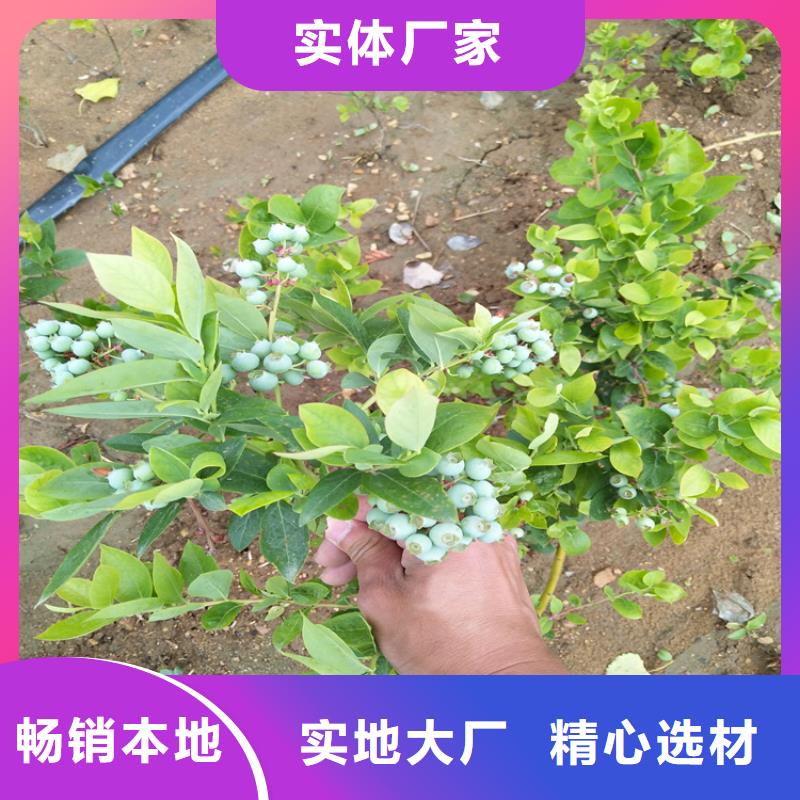 蓝莓苗_【蓝莓苗】买的是放心