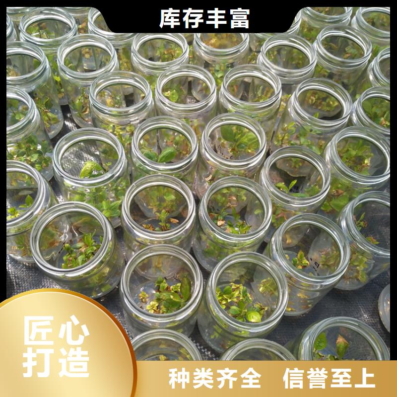 蓝莓苗,樱桃苗甄选好厂家