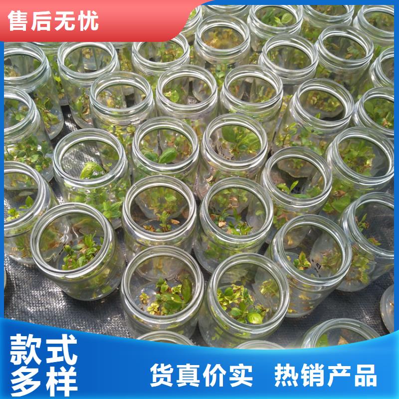 蓝莓苗樱桃苗用心制造