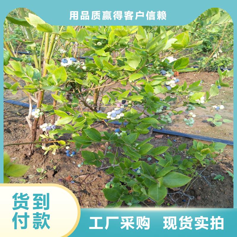 【蓝莓苗石榴苗厂家直营】