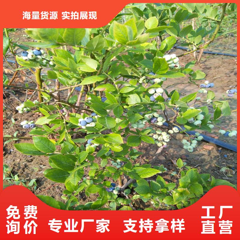 蓝莓苗【苹果苗】批发货源