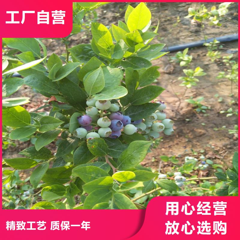 蓝莓苗_【樱桃苗】现货交易