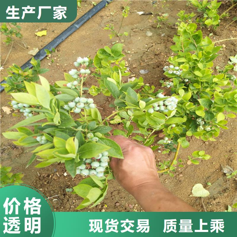 蓝莓苗_【蓝莓苗】买的是放心