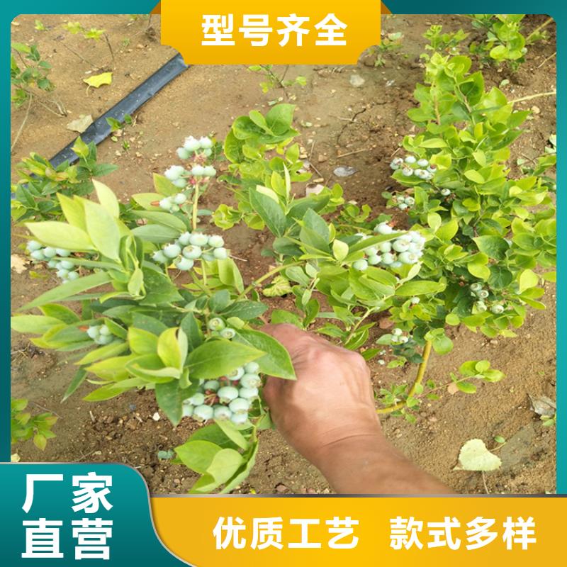 蓝莓苗【樱桃苗】工程施工案例