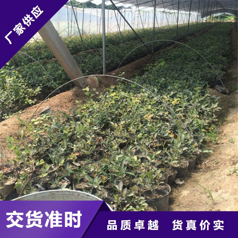 蓝莓苗【石榴树苗】专注细节使用放心