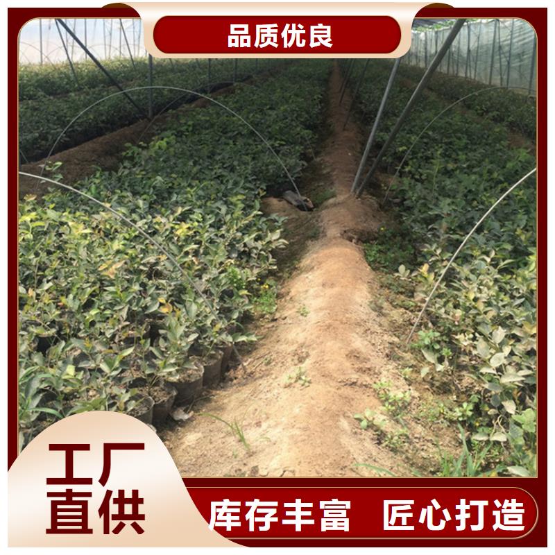 蓝莓苗苹果苗用心经营