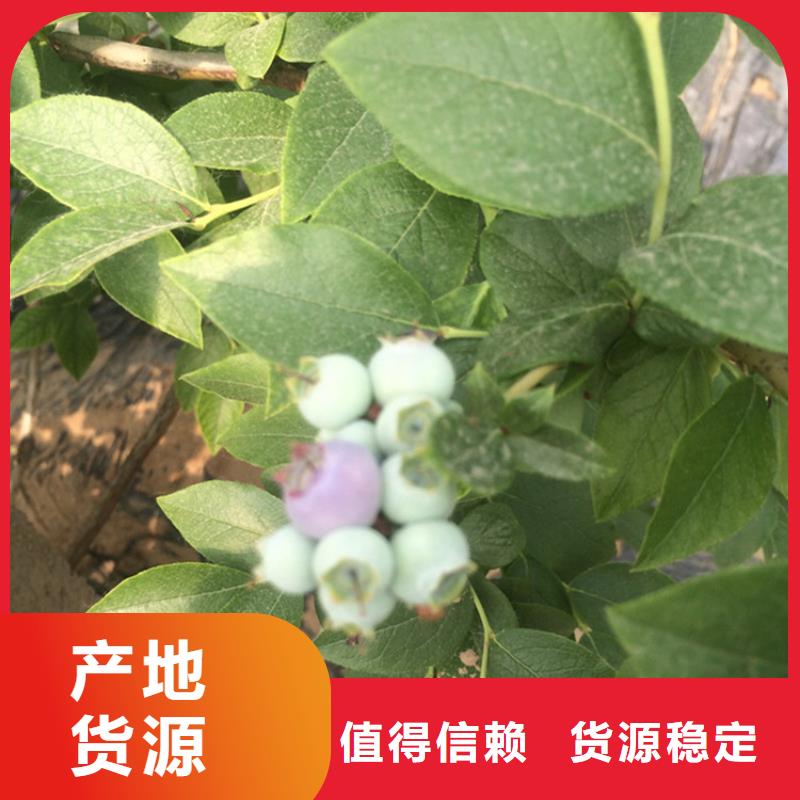 【蓝莓苗石榴树一手货源源头厂家】