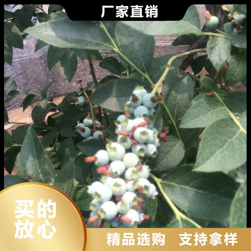 蓝莓苗桃树苗量大从优