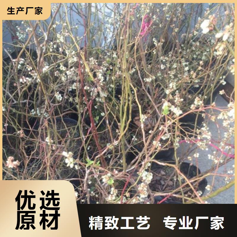 蓝莓苗_【蓝莓苗】买的是放心