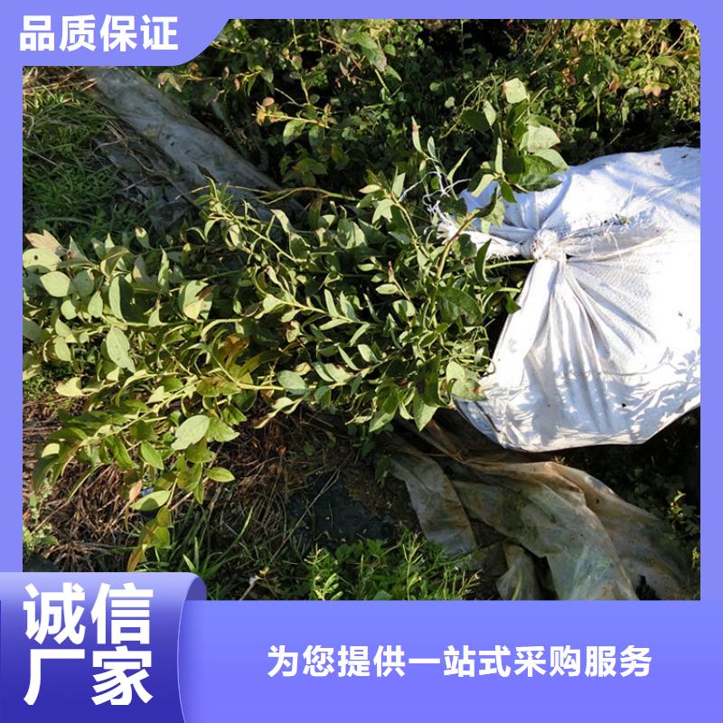 蓝莓苗_【蓝莓苗】买的是放心