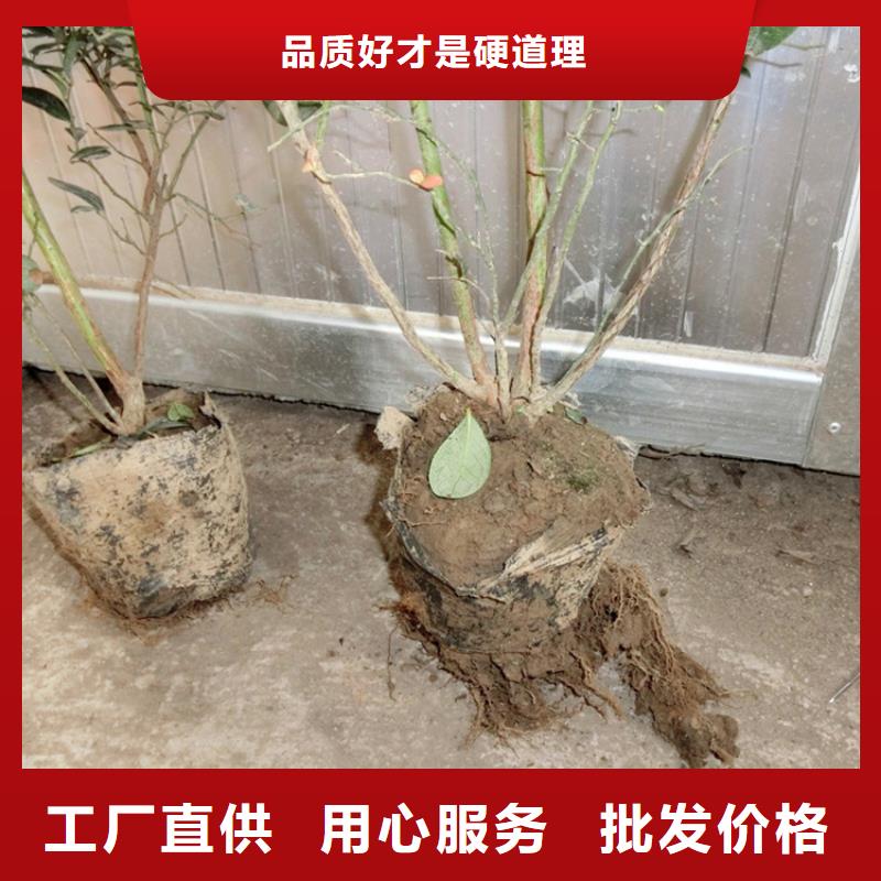 蓝莓苗【蓝莓苗】一手货源