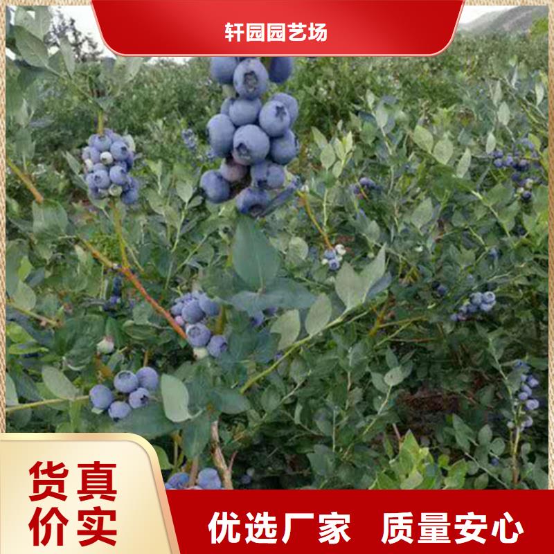 蓝莓苗,【苹果苗】一站式供应厂家