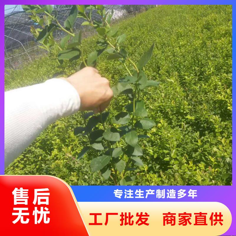 蓝莓苗_樱桃苗批发供应