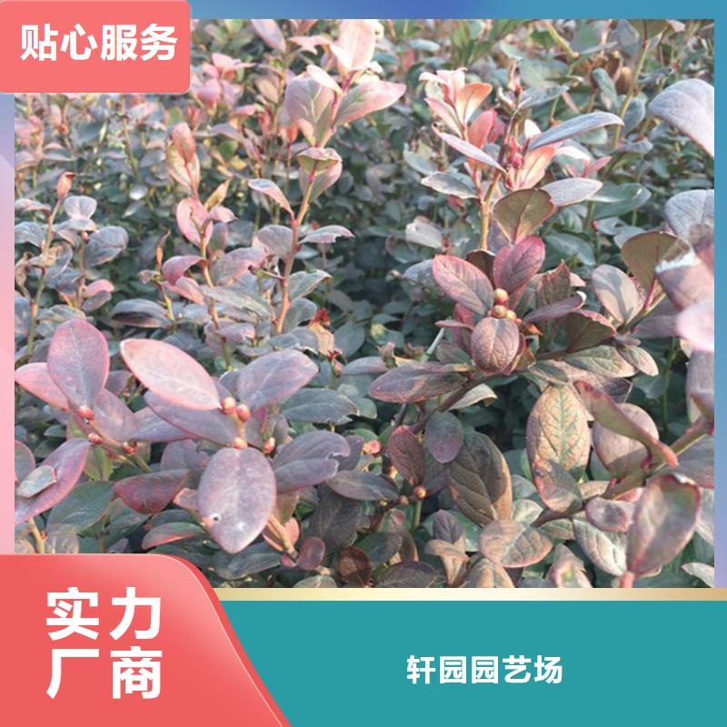 蓝莓苗【苹果苗】批发货源