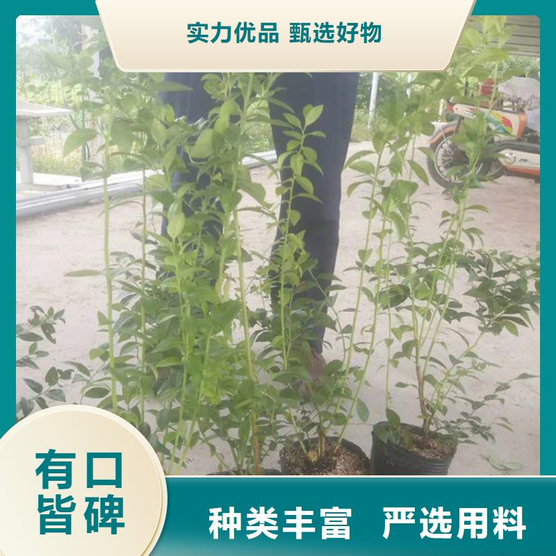 蓝莓苗苹果苗用心经营