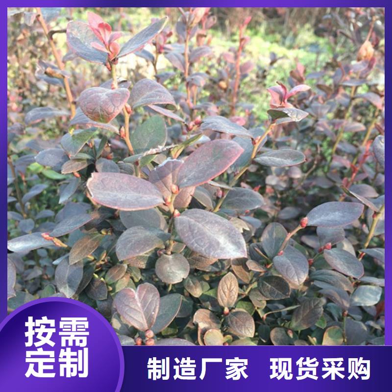 蓝莓苗【石榴树苗】专注细节使用放心