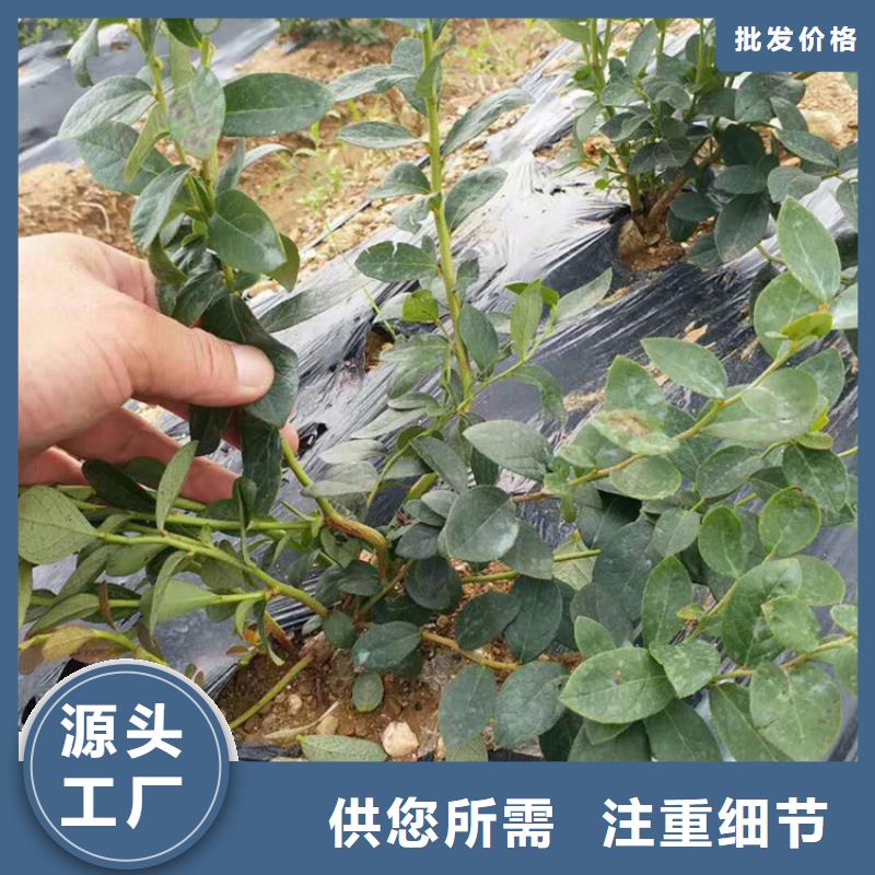 蓝莓苗_【蓝莓苗】买的是放心