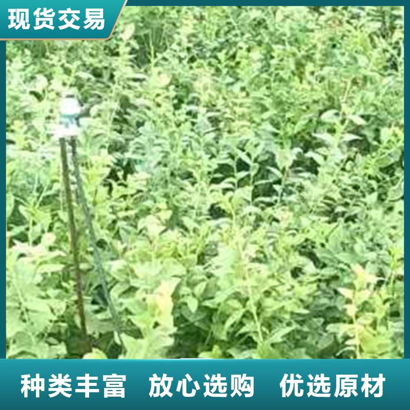 蓝莓苗樱桃苗优质原料