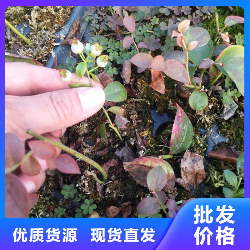 蓝莓苗樱桃苗用心制造