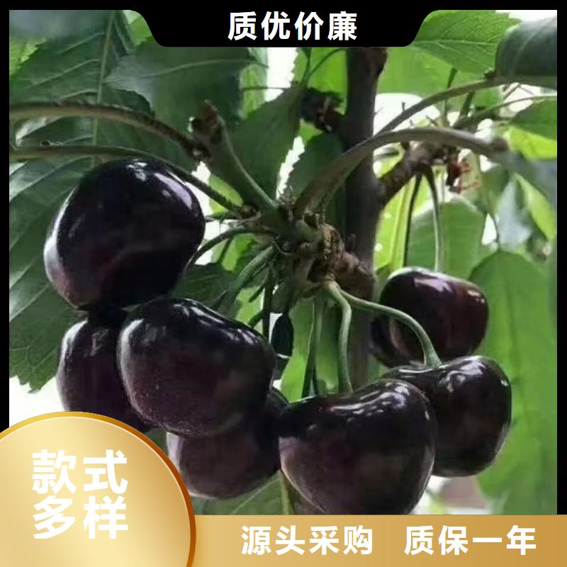 樱桃奶油草莓厂家型号齐全