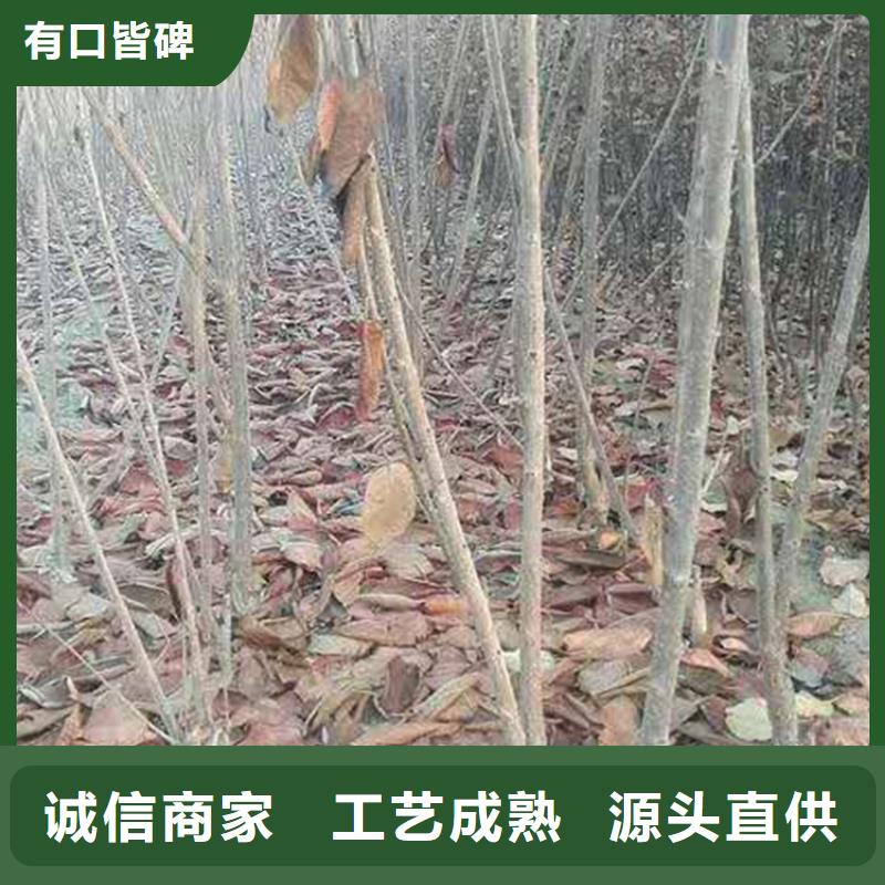 【樱桃蓝莓苗细节之处更加用心】