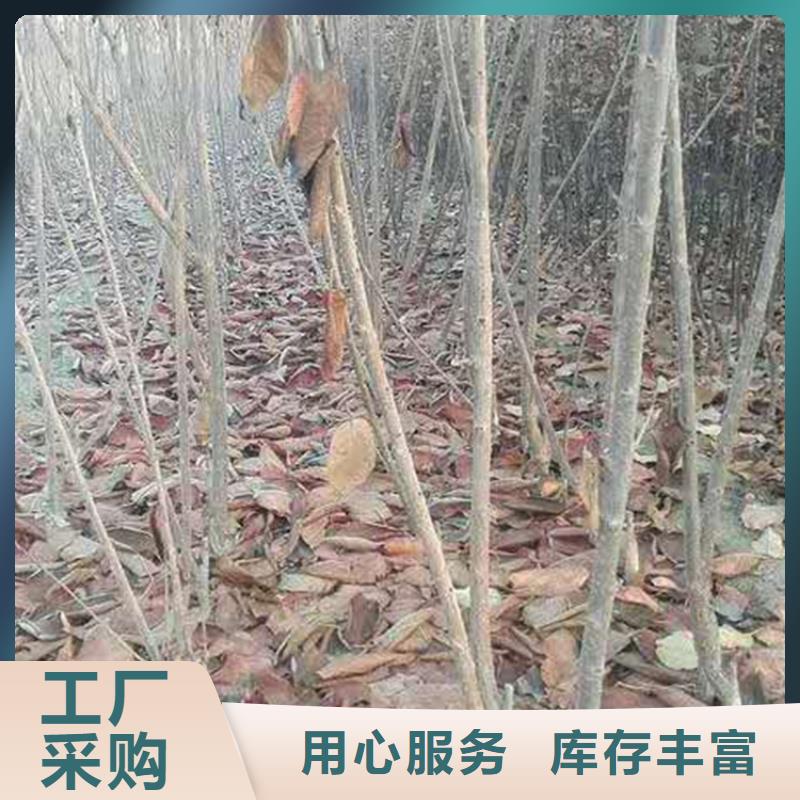 樱桃-苹果苗客户满意度高