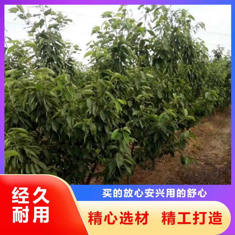 樱桃_红石榴苗基地一站式采购商