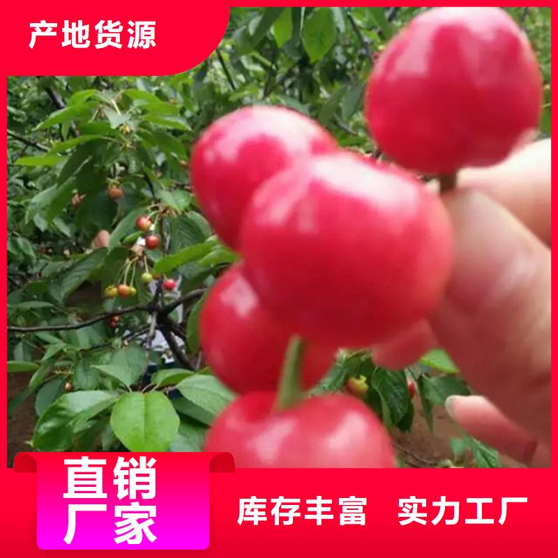 樱桃-苹果苗客户满意度高