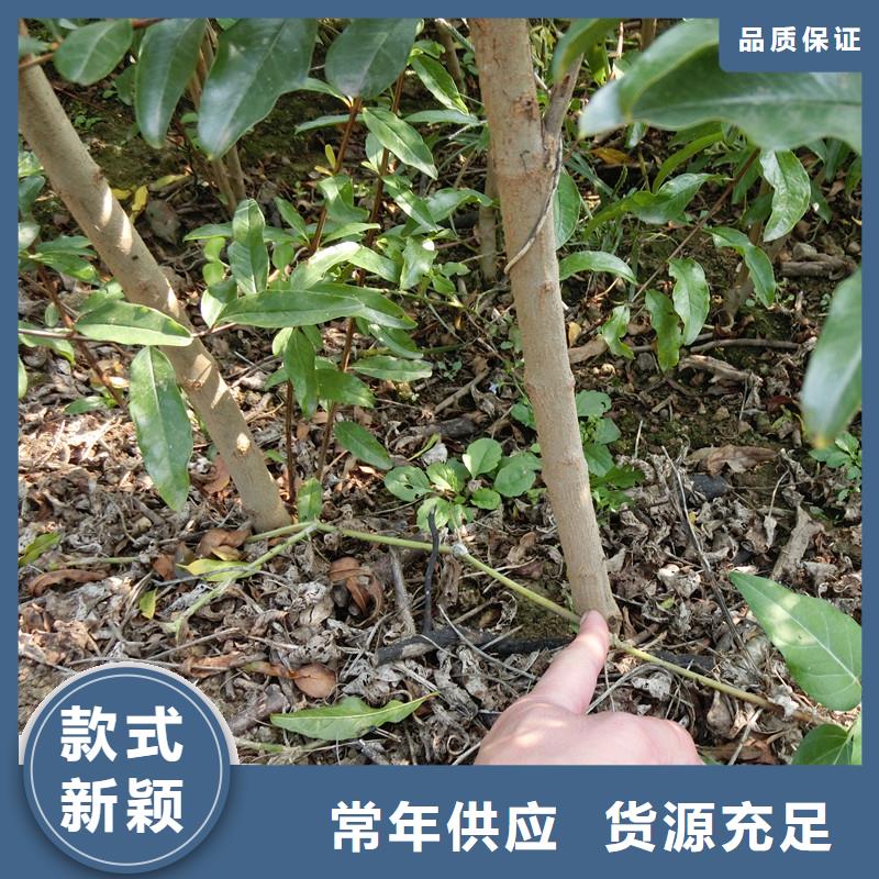 石榴_嘎啦苹果欢迎新老客户垂询