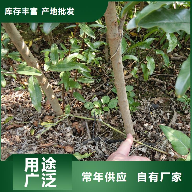 石榴【草莓苗】厂家工艺先进