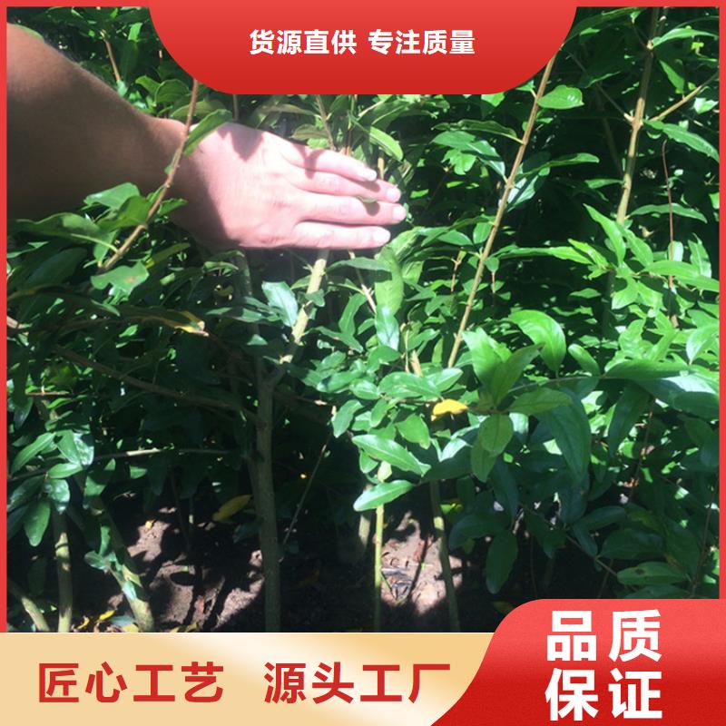 石榴苹果苗一致好评产品