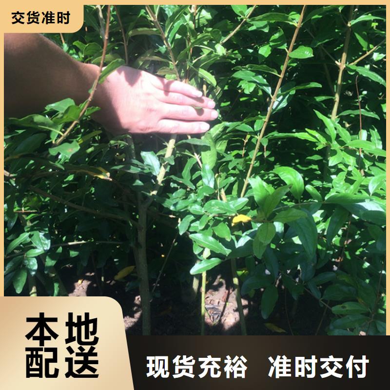 石榴_蓝莓苗买的放心安兴用的舒心