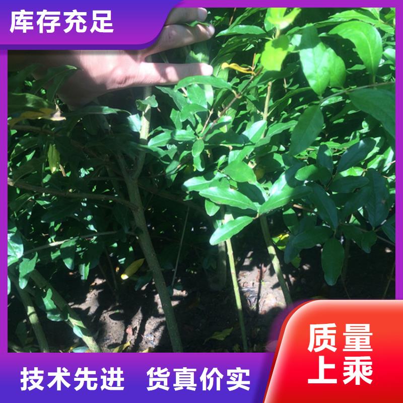 石榴_梨树苗来图定制量大从优