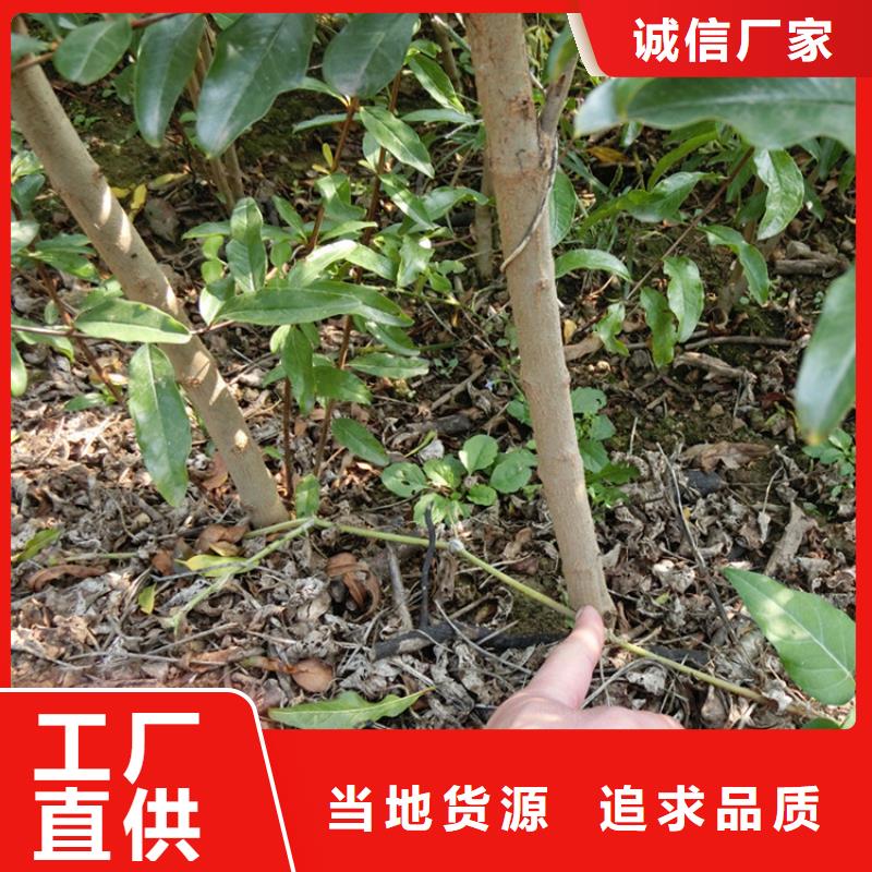 石榴_苹果苗准时交付