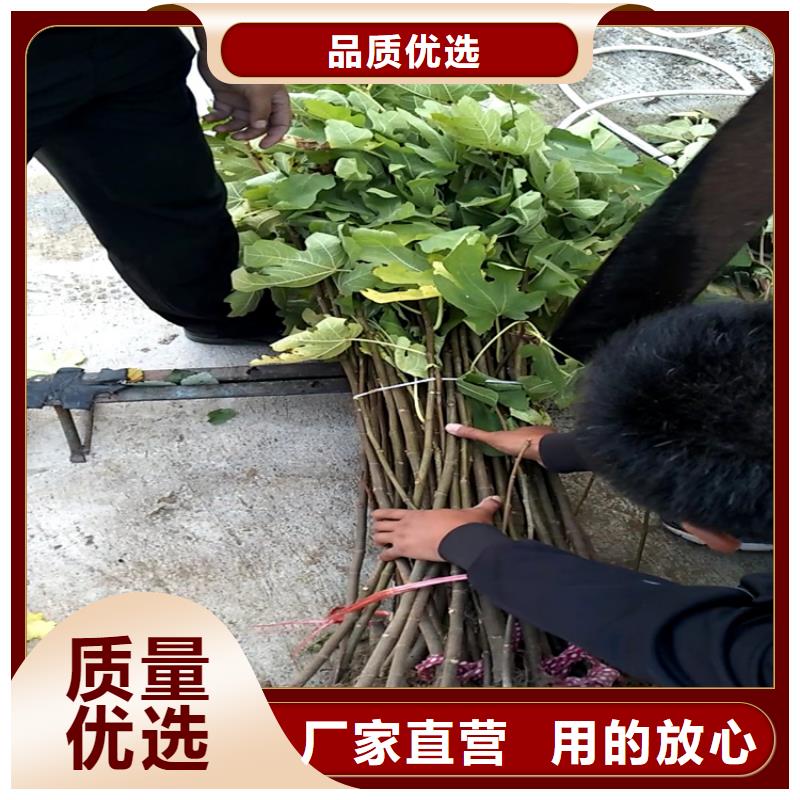 【无花果】-樱桃苗多种优势放心选择