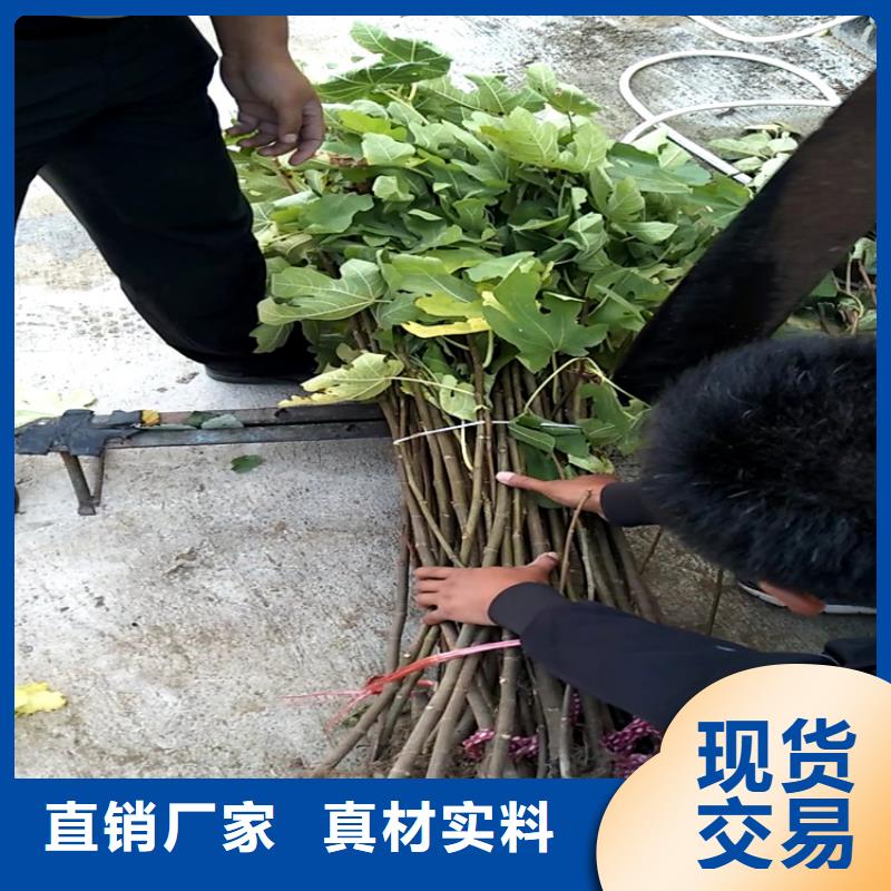 无花果樱桃苗助您降低采购成本