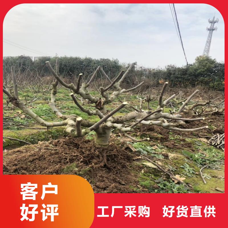 【无花果蓝莓苗精选货源】