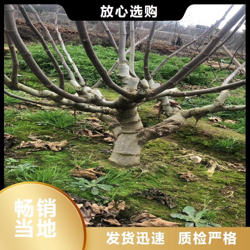 无花果李树苗型号齐全