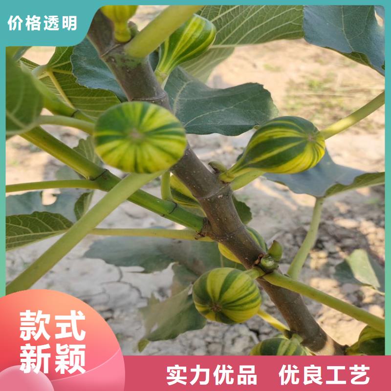 无花果樱桃苗专业设计