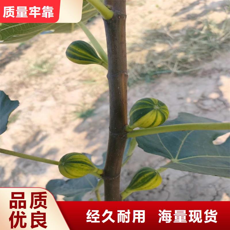 无花果无花果苗专业设计