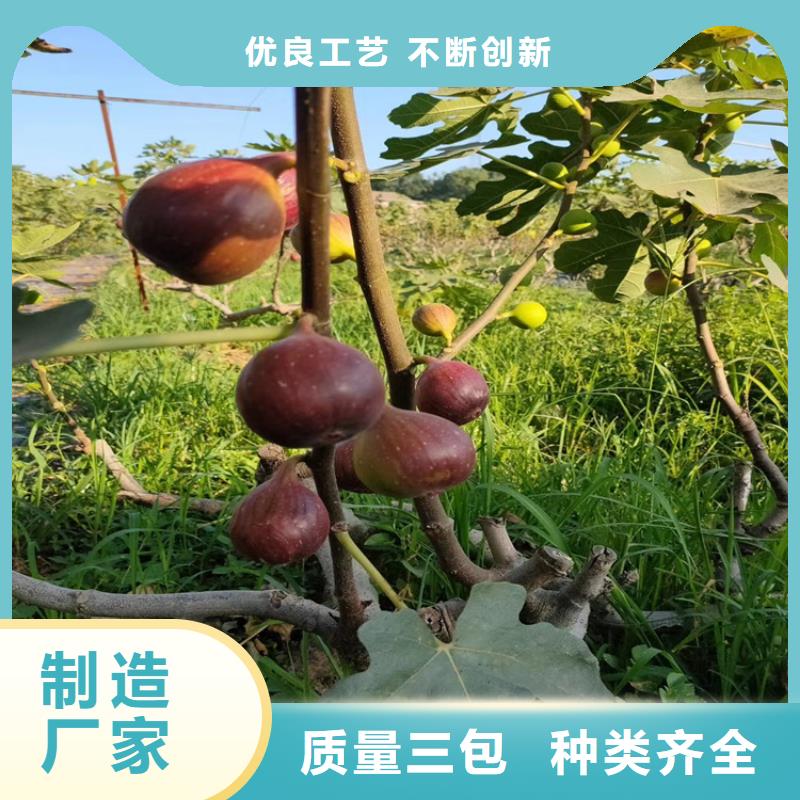 无花果李树苗型号齐全