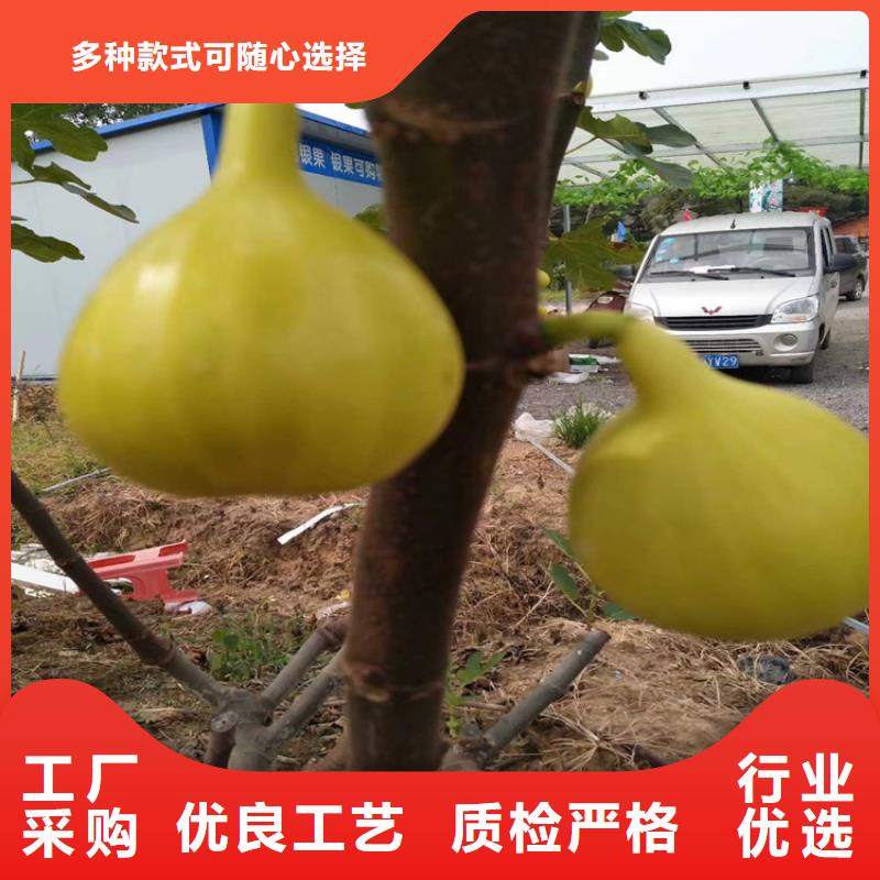 无花果_蓝莓苗质量安全可靠