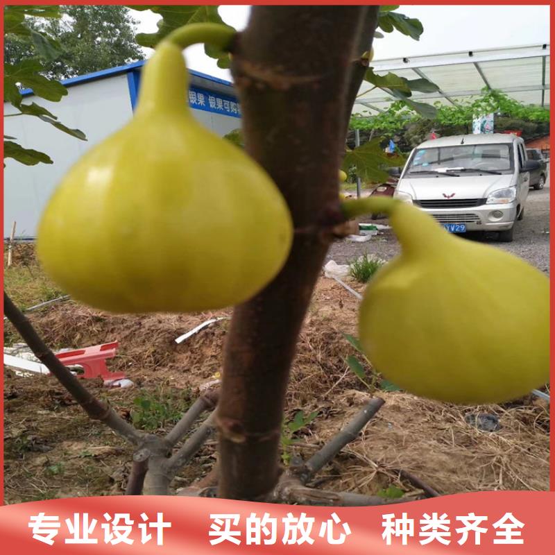 【无花果蓝莓苗用心制造】