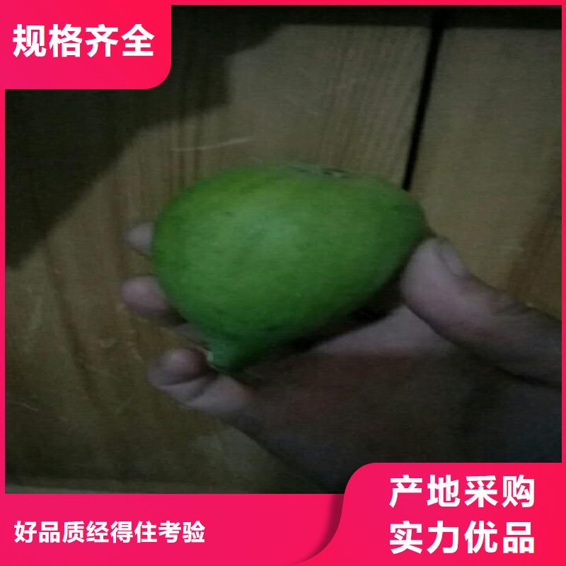 无花果_蓝莓苗质量安全可靠