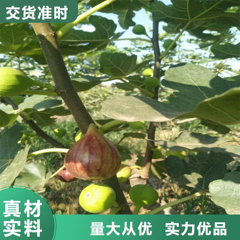 【无花果】-樱桃苗多种优势放心选择