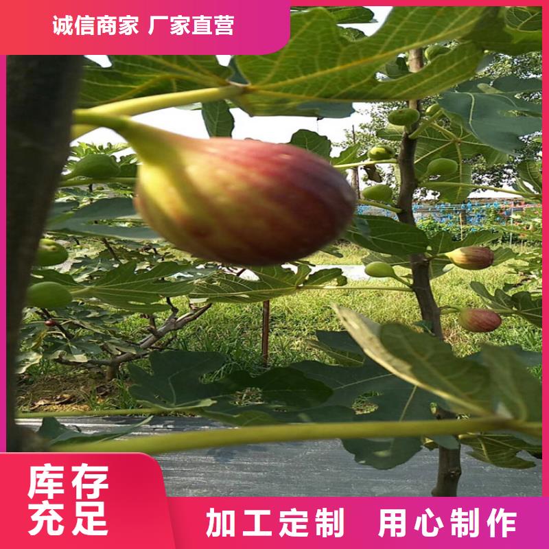 无花果樱桃苗专业设计